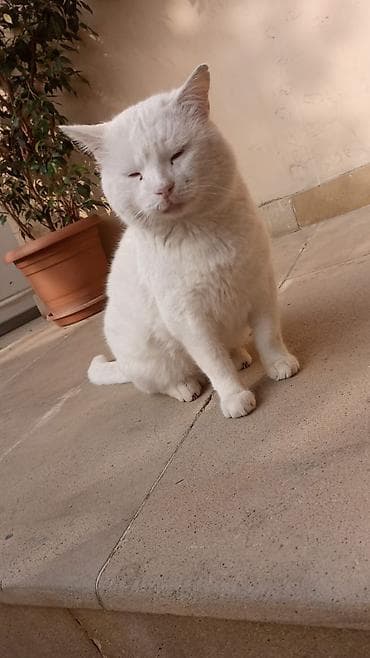 ağ pişiklər: Erkək, Yaxşı əllərə, Pulsuz çatdırılma — 4