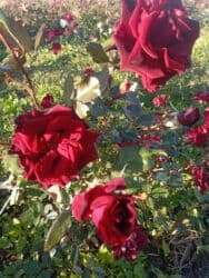 xedice gulu: Saqı Gülçülük – Tərtərin ən gözəl gülləri Bir gül təkcə ətriylə deyil — 26