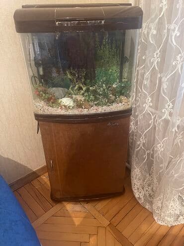 продажа аквариумных рыбок: Akvarium satılır — 2