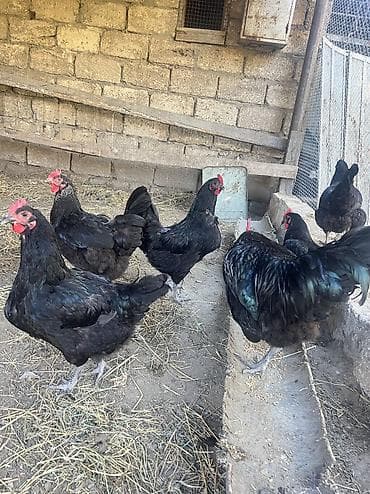 toyug xoruz: Toyuq, Australorp, Damazlıq, Ödənişli çatdırılma — 6