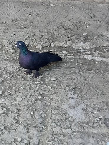 goyercin leleyli: Enniquyruq mayadi 20 Azn Qaradag lokbatana göndərmək olar — 3