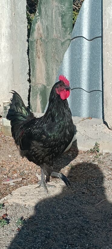 dovwan satiwi: Australorp Qara rəngli xoruz 6 ayliq 2 eded xoruz satilir - — 1
