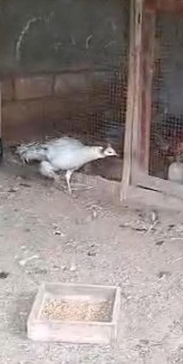 torf satilir: Qaraqened Tovuz qusu fere 1 denedi satilir 4 yasda 260m — 2