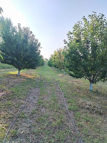 взять кафе в аренду: 180 соток Для сельского хозяйства, Водопровод — 5