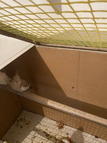 хары бюльбюль купить: Nimfa (Cockatiel) papağanları – açıq rəng mutasiyaları - Növ: Nimfa — 1