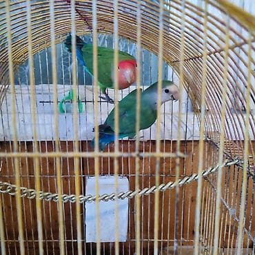 deniz donuzcugu: Agapornis cütləri – rəngli sevda papuqayları Cütü 80₼. 2 cütdür, 1cüt — 6