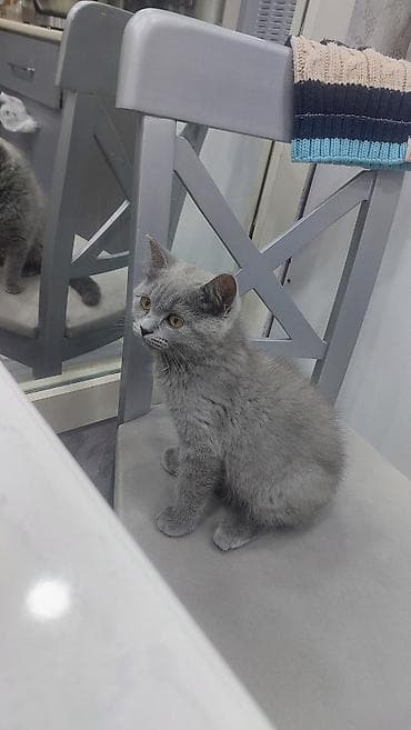 pisik britan: Britan, Dişi, Yaxşı əllərə, Ödənişli çatdırılma — 3