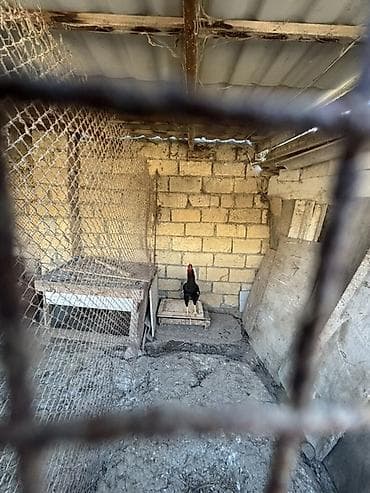 quşlar: Məhsul: Qarışıq heyratı xoruzlar
Real alıcıya endirim olacaq — 7