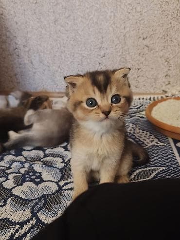 pişik balası satılır: Şinşilla — 1