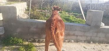 qax heyvan bazarı: Qızıl Dişi Dana Tam Damazligdi Qiymeti 1600 manat — 3