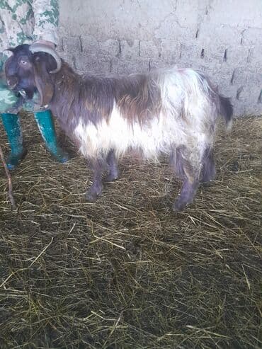 Məhsul: Təkə (erkək keçi) Təsvir: - Uzun, dalğalı tük örtüklü