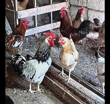Xoruzlar satılır. 7 aylıqdılar . vaksin olunublar lalafo.az -da Xoruzlar satılır. 7 aylıqdılar . vaksin olunublar
