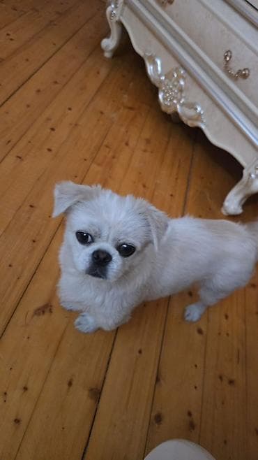 qazel heyvan: Pekines — 1