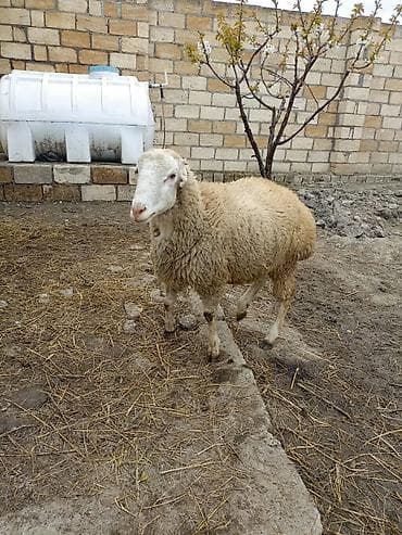qoyun quyruğu: Erkek quzu satılır — 9