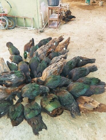 ördək balası və cücə: Zumrudu ordek balalar satilir.qiymet cutune ayidi bu yayin balalaridi — 1