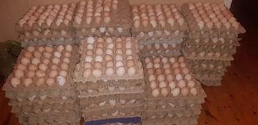 Kənd yumurtası 0.35q