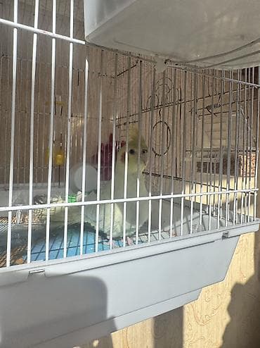 Gəmiricilər: Metall qəfəsdə ev quşları üçün tam dəst Məhsul təsviri: - Avar tipli — 7