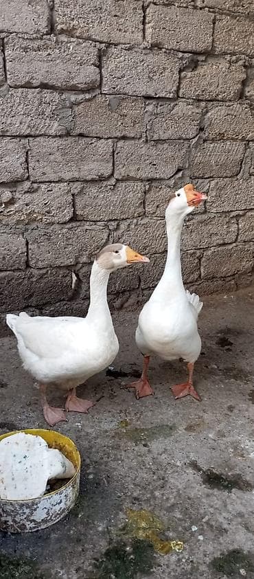 Qazlar: Erkək, Damazlıq — 5