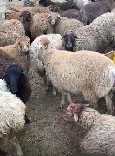 beyləqan sortu qoyun və quzuları: Erkək, il: 1, 45 kq, Ətlik, Ünvandan götürmə — 1