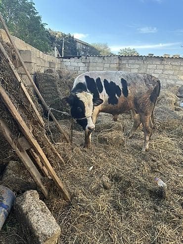 cins pisikler: Erkək Dana Etlik satilmir Hec km narahat etmesin zehmet olmasa — 6