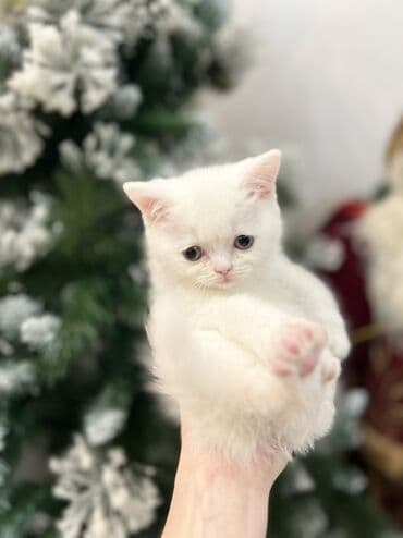 Erkək, Yaxşı əllərə, Ünvandan götürmə, Ödənişli çatdırılma, Rayonlara çatdırılma