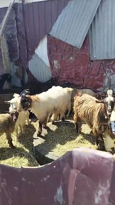 heyvan ve insan seksi: Qoyun-keçi sürüsü satılır - Növlər: yerli dağ keçiləri və — 4