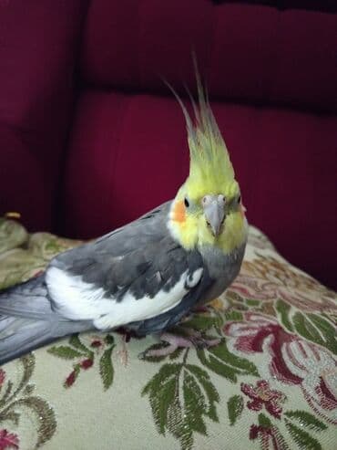 Nymfa (cockatiel) tutuquşu Şərait Olmadigi ucun satilir Sadece Vp - — 2