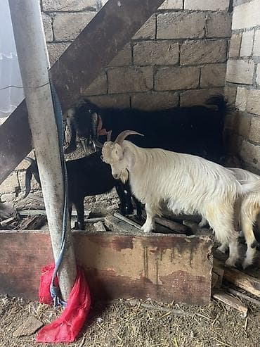 keci: Hələplə Alpinin qarışığıdı hər biri cins keçilərdi təcili satılır — 7