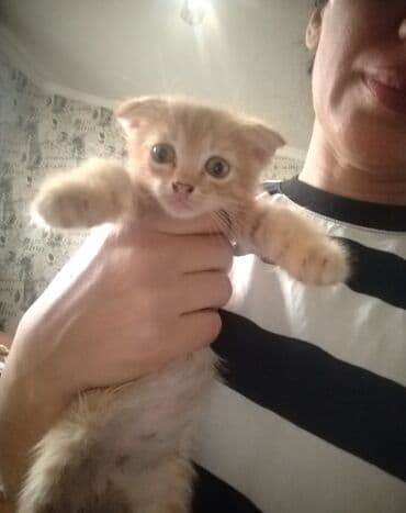 возьму собаку в хорошие руки: Кошки — 3