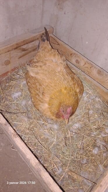 yumurtayan toyuq: Kurt qırt toyuq satılır çatdırmaq olar barter yoxdu dörd beş gundu — 1