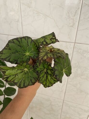 diffenbaxiya gülü haqqında məlumat: Bu begoniya bitkisi yaşıl və tünd yaşıl ləkələrlə bəzədilmiş geniş — 9