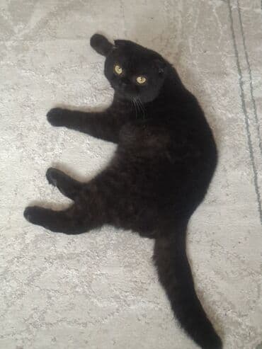 вислоухие коты серые: Шотладская вислоухая — 5