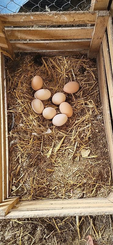 qus dami satilir: Toyuq, Australorp, Yumurtalıq, Ünvandan götürmə — 6