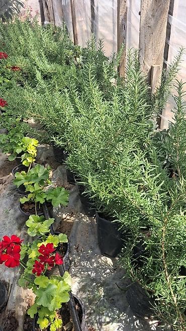 torba: Məhsul: Rozmarin (Rosmarinus officinalis) qiymət 50qəpik fidanları – — 2