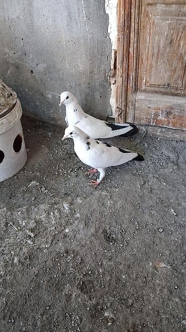 Птицы: Ağ rəngdə, qanad və boyun hissəsində qara ləkələri olan iki ədəd — 1