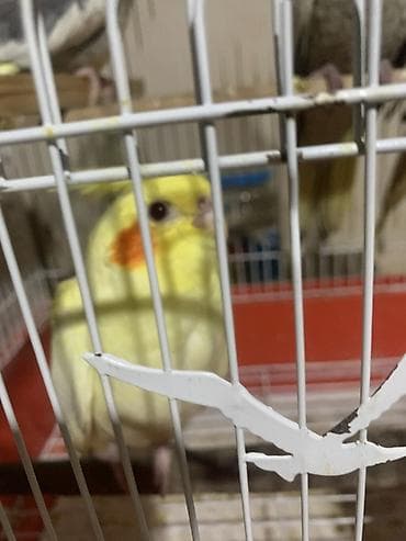 itlerde gene: Salam. Fere xoruz birde 2 bala. Balalar 1 aylıqdı. Yeme düşübler. 100 — 3