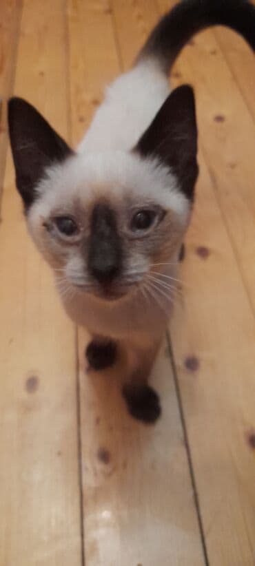 отдам даром кота: Сиамская, Самец, Самовывоз — 3