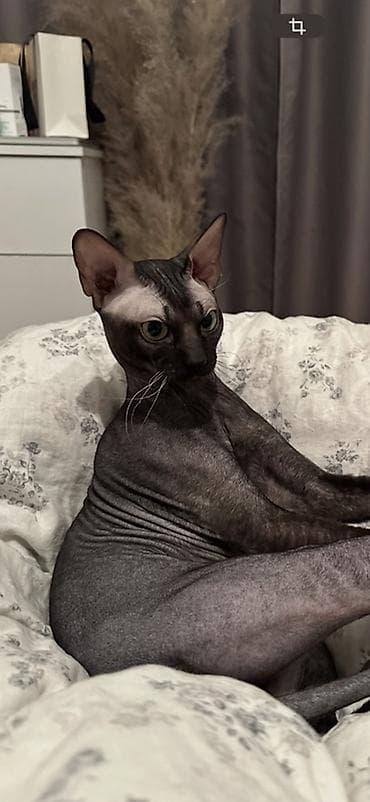 кошка: Сфинкс, Для вязки — 3