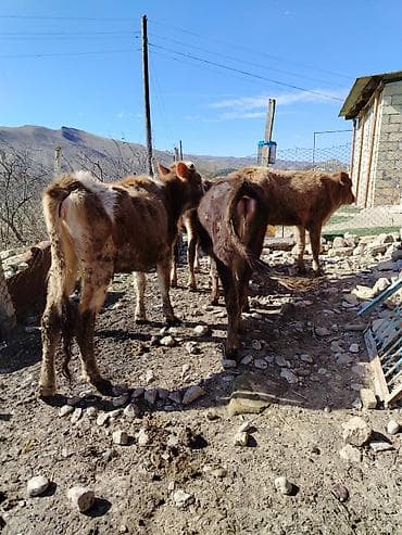 Телята: 4 𝑩𝒂𝒔 𝑫𝒊𝒔𝒊 𝒅𝒂𝒏𝒂 𝒔𝒂𝒕𝒊𝒍𝒊𝒓 𝑻𝒆𝒌-𝒕𝒆𝒌 𝒗𝒆 𝒌𝒐𝒎 𝑹𝒆𝒂𝒍 𝒂𝒍𝒊𝒄𝒊𝒍𝒂𝒓 𝒏𝒂𝒓𝒂𝒉𝒂𝒕 𝒆𝒕𝒔𝒊𝒏 — 4