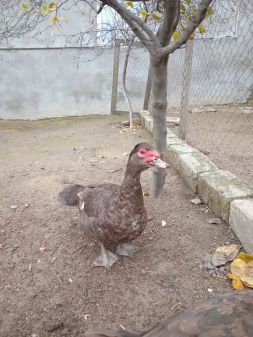 Inəklər, öküzlər: Krasnodar ördək.Erkəydi.8 aylıqdı.Qiymət sondur.Qiymətlə bağlı narahat — 4