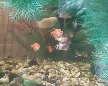 akvarim: Akvaryum dəsti – balıqlarla birlikdə (6 ternesiya, 3 barbus, 1 — 5
