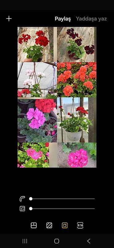 limon qabi: Məhsul: Saksıda sardunya (Pelargonium) – müxtəlif rənglərdə [TƏK — 2