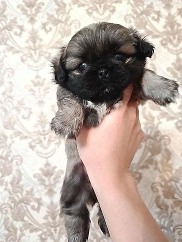 itlerin cutlesmesi: Pekines, 1 ay, Erkek — 2