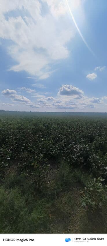 mingecevirde kiraye evler 2019: 257 sot Kənd təsərrüfatı — 7