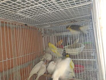 Gəmiricilər: Salam. Amadin zebra 25eded Amadin risovka 11eded Amadin yaponka 1cut — 5