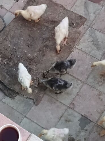 cuce dami: Qaz cücələri, Ətlik, Pulsuz çatdırılma, Ünvandan götürmə — 3