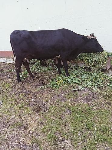 inək satşı: Südünə gəlmiş inək buzovu ilə birlikdə. hevan 3 memedi 4200 deylir — 8