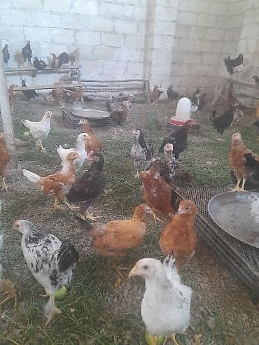 elan it: Məhsul: Yerli cins qarışığı cücələr/toyuqlar Təsvir: - Şəkillərdə — 2
