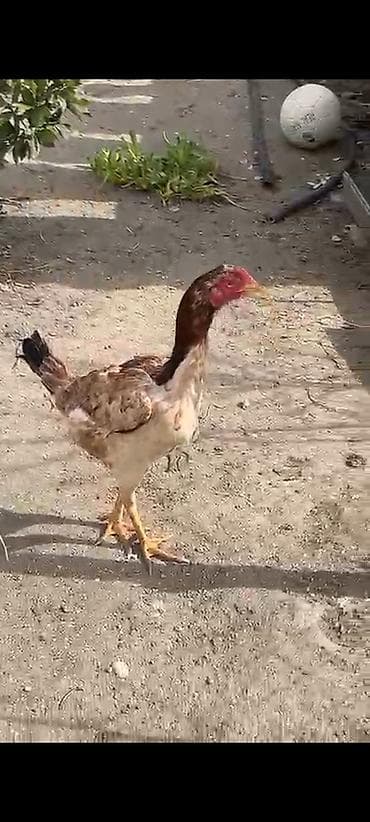 heyrati: Heyrati 1xoruz 2fere goz qabaqinda uzunboy, güclü ayaqlı, iri — 4