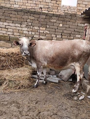 Südlük inək - Cinsəoxşar: yerli qarışıq südlük tip - Rəng